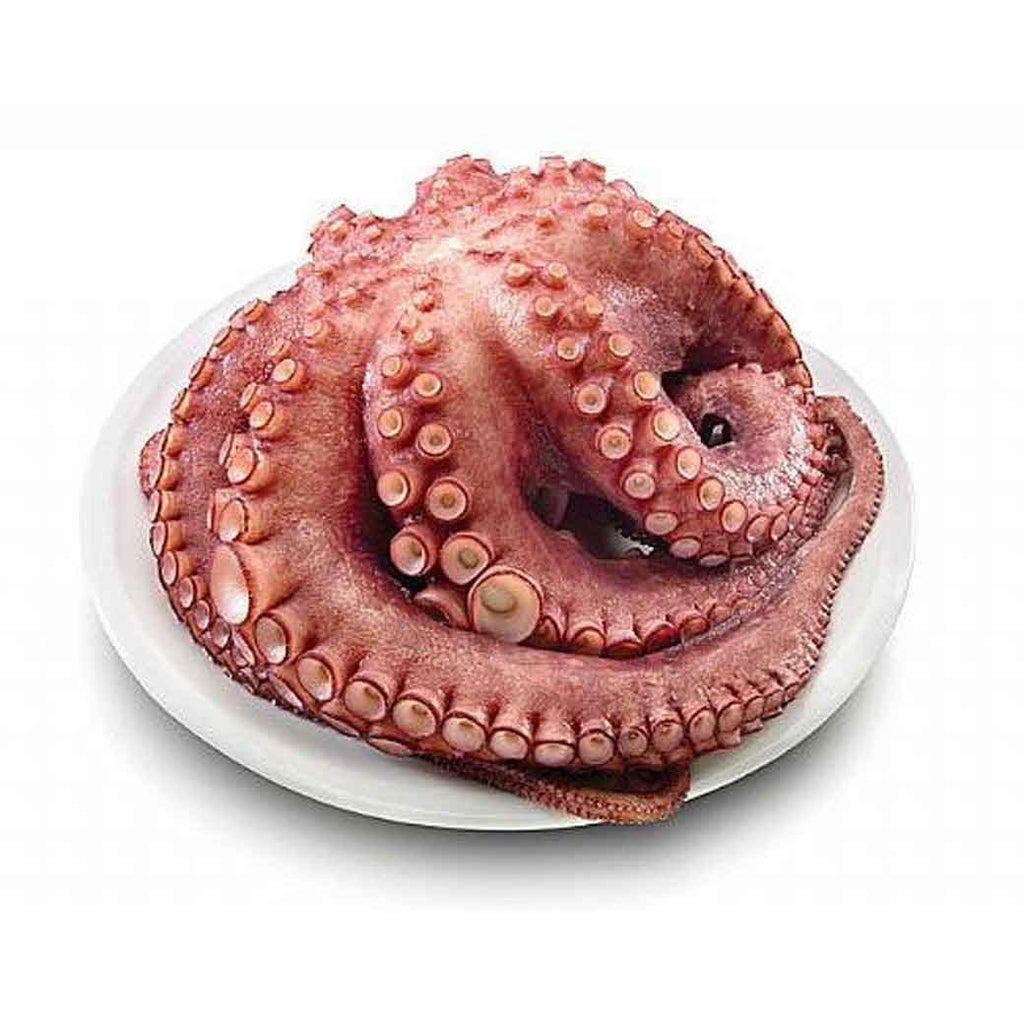 SM Pulpo XLB