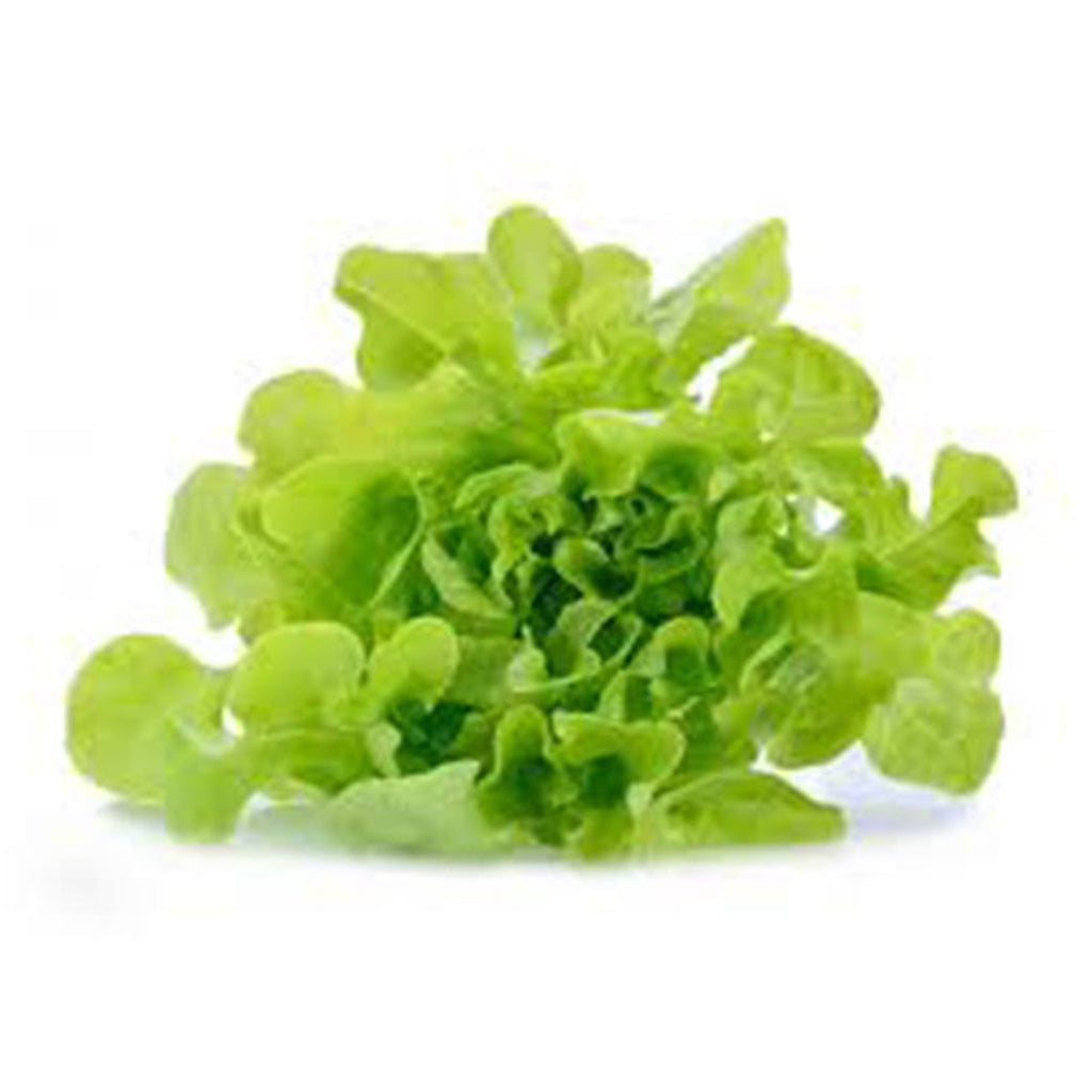 LECHUGA Fleco Variedad