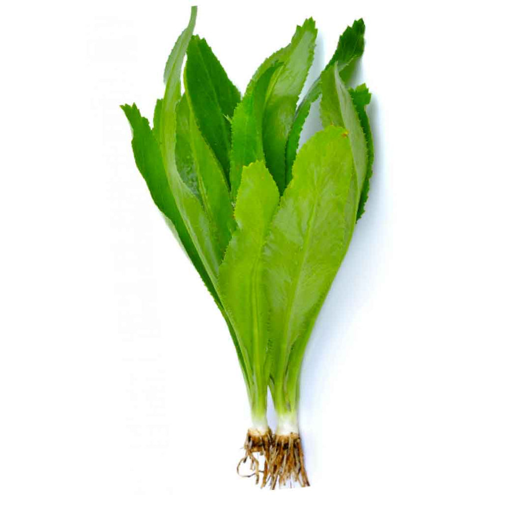 CULANTRO de Pata X Mazo
