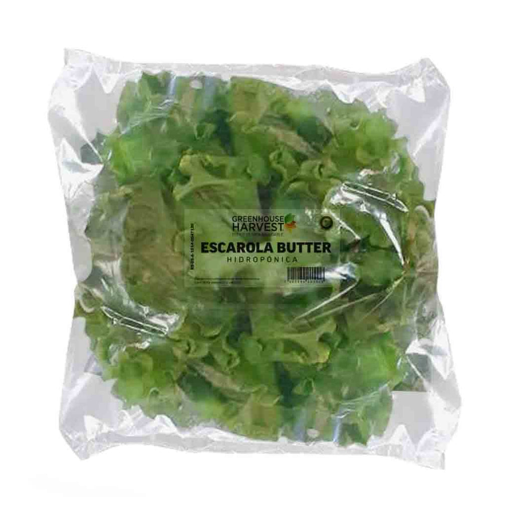 GREENHOUSE 2Pack Escarola Hidrop