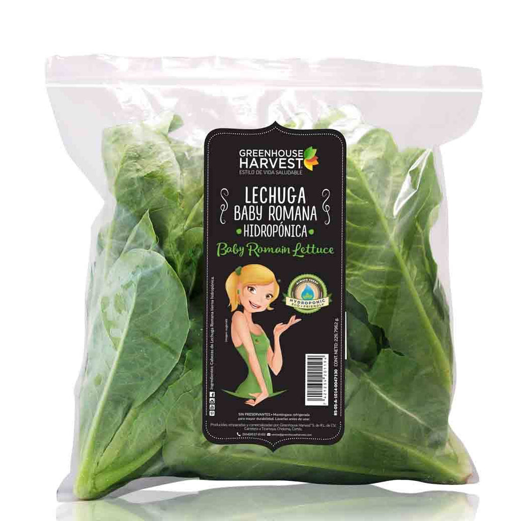GREEN HOUSE Lechuga Baby Hidro